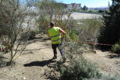 Un trabajador lleva una de las ramas podadas en el transurso de la limpieza de la ruta del Montecillo.-ISRAEL L. MURILLO