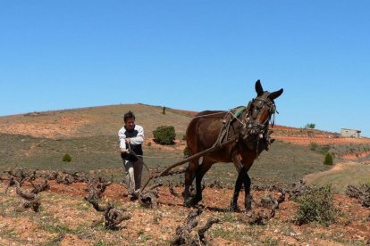 Jesús Lázaro apuesta por la tracción animal para trabajar la tierra.-A. E.