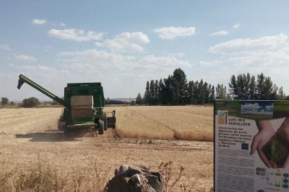 Uno de los campos en la zona de Almazán tratada con el nuevo fertilizante de base orgánica y mineral.-CARTIF