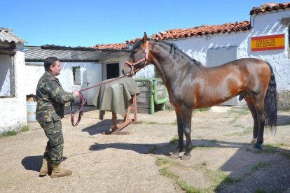 Entre los cinco sementales de diferentes razas que cada mes de abril trae el ejército a Pinares, por  primera vez se ha incluido un magnífico ejemplar de pura raza árabe.-R. F.