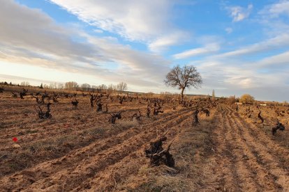 Los grandes grupos vinícolas están apostando por Ribera del Duero para completar sus portfolios. L.V.L.