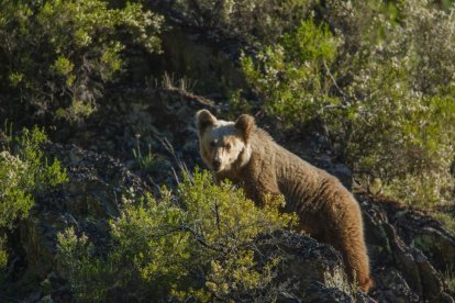 Imagen de la película ‘Cantábrico, los dominios del oso pardo’-Wanda Visión