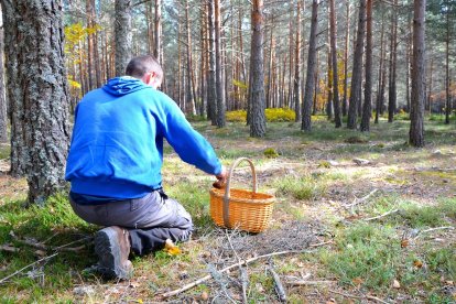 Las zonas más soleadas y llanas de los pinares son propicias para que broten los boletus y los níscalos. R. F.