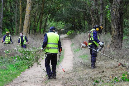 Un grupo de trabajadores de las cuadrillas de Medio Ambiente en la limpieza del acceso al Humedal en una imagen de archivo. ECB