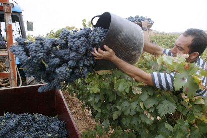 Un vendimador portea un cesto de uva en un viñedo de la Ribera. ECB