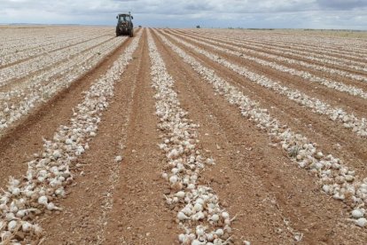 Parcela de cebollas para industria hileradas en el momento de la recepción. /-GLUS