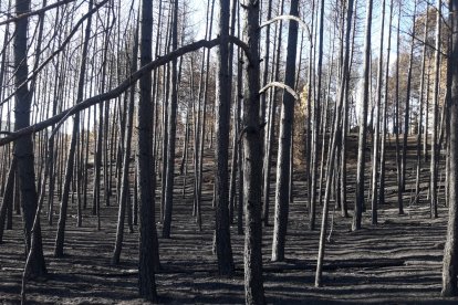 Arbolado afectado por el incendio en Quintanilla del Coco. JCYL