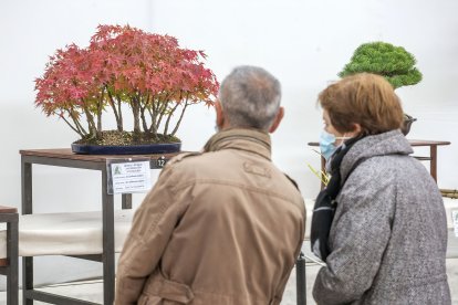 La exposición se puede ver hasta el próximo 18 de octubre. SANTI OTERO