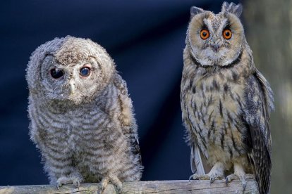 Más de la mitad de los animales recuperados pertenecían a diferentes especies de aves.-I. L.M.