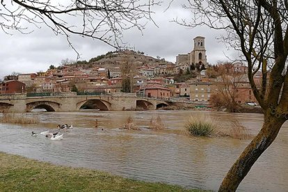 El río Arlanzón a su paso por la vega de Pampliega presentaba ayer este aspecto-APÍCOLAVERDE