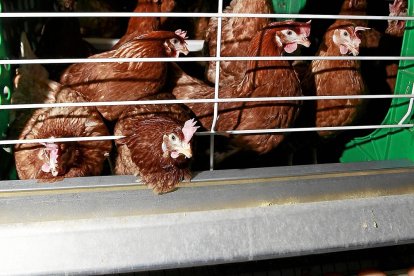 FOTO J.M. LOSTAU GRANJA DE GALLINAS PONEDOREAS OVOFRESH EN CABEZÓN DE PISUERGA