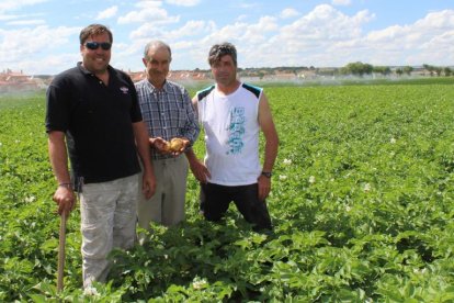 Juan Antonio Ortega, Mariano Blanco y Juan Carlos Prieto, agricultores de San Miguel del Pino (Valladolid), en su parcela situada en una zona patatera tradicional de Castilla y León.-M.C.