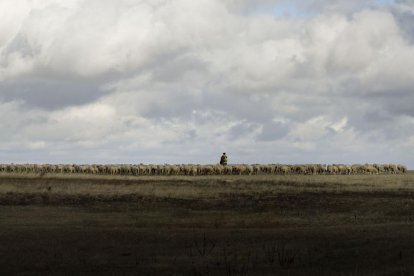 Un pastor recorre con su rebaño de ovejas los campos de Castilla y León, un sector que inicia el 2017 en un contexto de bajos precios.-ENRIQUE CARRASCAL