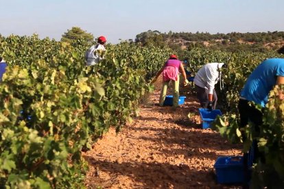 Imagen de recogida en las vides de Hacienda Miguel Sanz. ECB