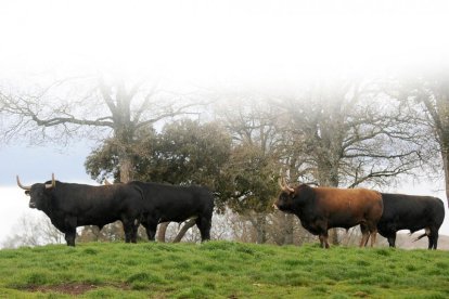 Toros de la ganadería de Bañiuelos en La Cabañuela.-ECB