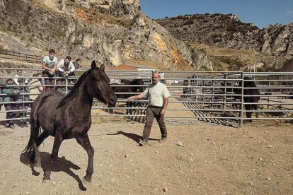 Ricardo de Juana inició hace tres décadas la recuperación de la casi extinta raza losina.-G. G.