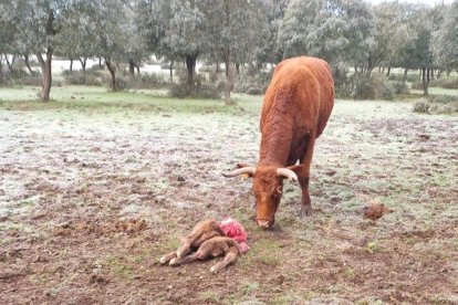 Ternero asesinado por el ataque de lobo.- E.P.