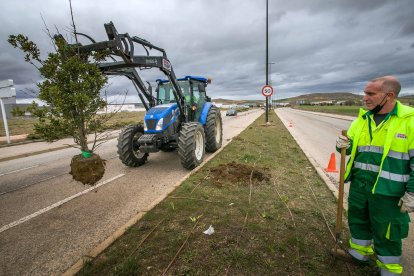 Los árboles de la mediana en la calle Laredo fueron retirados en marzo en previsión de colocar las barracas. TOMÁS ALONSO