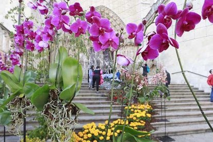 La escalinata de la Catedral, en la portada del Sarmental, será uno de los lugares más fotografiados este fin de semana.-RAÚL G. OCHOA