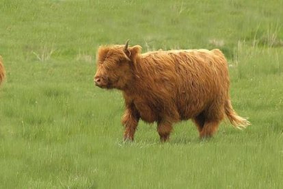 Vacas highlands con sus característicos cuernos largos y levantados, pelaje largo, y un mechón que les cae sobre los ojos y que las hace inconfundibles.-E.M.