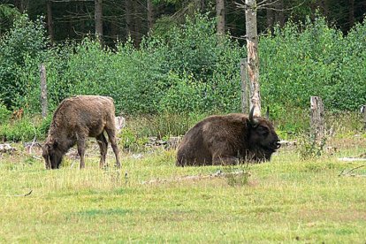 El parque burgalés cuenta ya con 4 bisontes, dos machos y dos hembras.-ECB