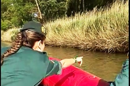 Los biólogos y la Guardia Civil encuentran nuevos rastros del cocodrilo de Valladolid