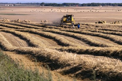 La producción de cereal ha sido escasa, 800.000 toneladas menos, y de mala calidad. ICAL