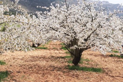 Los cerezos del valle de Caderechas en flor es una de las citas más bellas de la provincia a la que acuden miles de visitantes de toda la región. G. G.