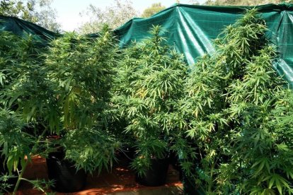 Ejemplares de plantas de marihuana-