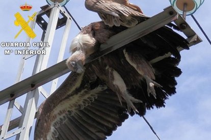 Un ejemplar de buitre muerto en una torre eléctrica. SEPRONA