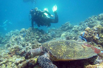 Los submarinistas nadaron ya con tortugas en otro viaje.-DELFÍN CLUB BURGOS