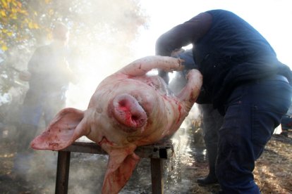 <p> Matanza tradicional en El Bierzo.- ICAL </p>