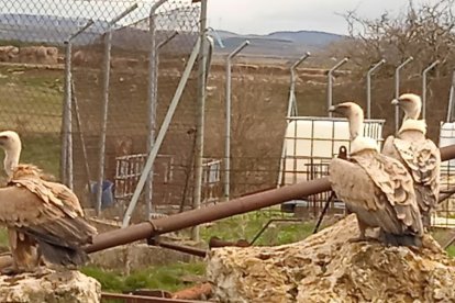 Tres buitres en la instalación ganadera ubicada a escasos metros del enclave en el que se proyecta el parque. J.M.C.