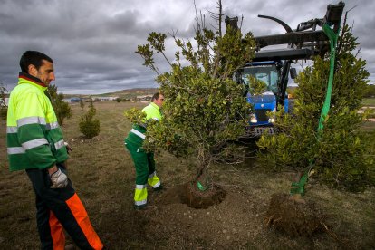 Los 15 árboles retirados de la mediana de la calle Laredo se han trasplantado en una campa cercana. SANTI OTERO