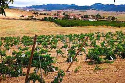 Término Miranda cuenta con cerca de 12 hectáreas, de las que cuatro se destinan al verdejo y el resto al chacolí-E. M.