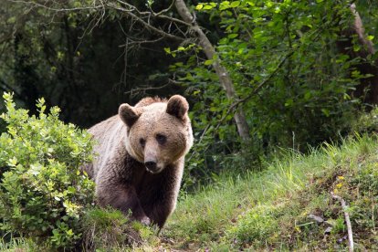 <p> Imagen de archivo de un Oso pardo cantábrico. - ICAL </p>