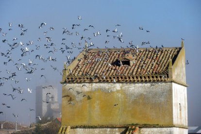 Este palomar de Villegas todavía está operativo y con muchas ‘inquilinas’. AMIGOS DE VILLAMORÓN