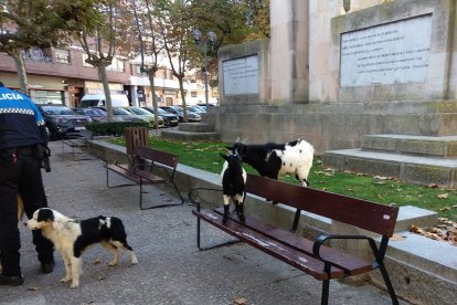 Imagen de las cabras en los Jardines de Don Diego