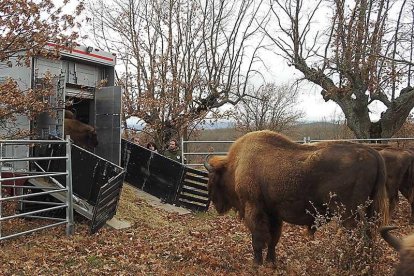 Un momento de la suelta de las dos bisontas en el parque, donde conviven más de 100 animales de varias especies.-ECB