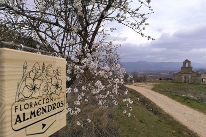 La ruta de los almendros en flor realiza un recorrido de 4 kilómetros.  / ECB