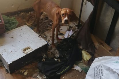 Imagen de uno de los perros encontrados en la vivienda. POLICÍA NACIONAL