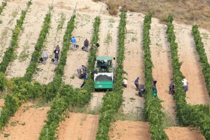 La vendimia, que ya ha comenzado en la mitad de las bodegas, reúne todos los años a temporeros de diferentes lugares.-L.V.