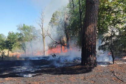 El incendio afecta también al arbolado. L. V.