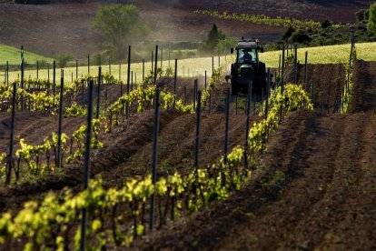 Imagen de un viñedo de Ribera del Duero.