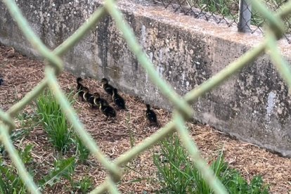 Los patos quedaron atrapados en la Farmacia del Ejército del Aire.