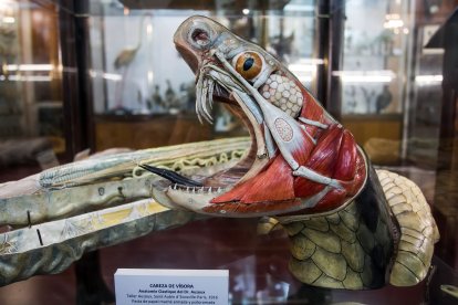 Maqueta de la serpiente donde se pueden observar todos los sistemas de musculatura, muda de piel... El hiperrealismo de las piezas hechas a mano sorprende a quienes están acostumbrados a las imágenes y vídeos.