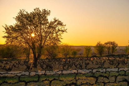 Dos de los vinos premiados con 100 puntos son de Ribera del Duero