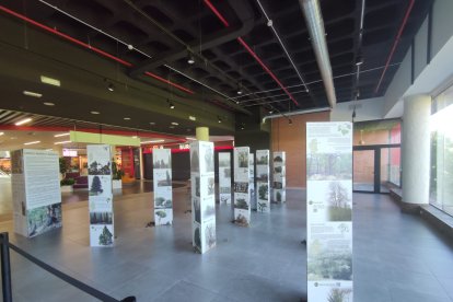 Exposición “111 árboles singulares de la provincia de Burgos” en el
Centro Comercial Camino de la Plata durante el mes de Agosto