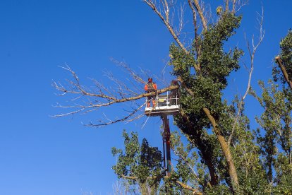 Dos trabajadores de Jardines de Burgos subidos a una grúa para podar las copas de los chopos en el parque de La Quinta.