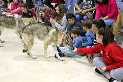 Imagen de uno de los lobos.